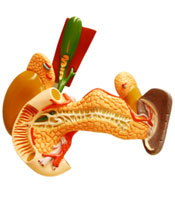 pancreas