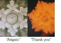 Arigato and Thank you